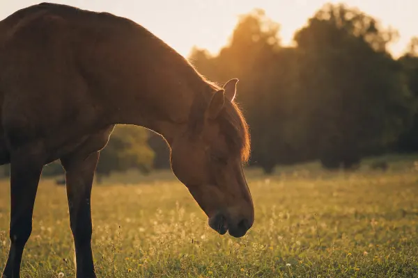 Pferd mit tief gesenktem Kopf, sichtbar entspannt im Gegenlicht