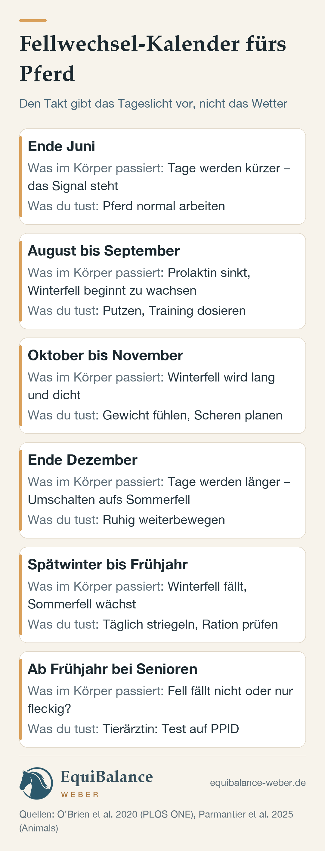 Fellwechsel-Kalender: Ende Juni werden die Tage kürzer, ab August wächst das Winterfell, im Oktober und November wird es dicht, nach der Wintersonnenwende stellt der Körper um, ab dem Spätwinter fällt das Winterfell. Fällt es beim Seniorpferd nicht, auf PPID testen lassen.